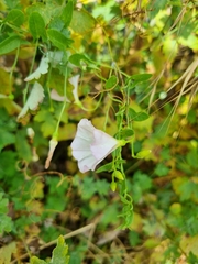 Convolvulus arvensis
