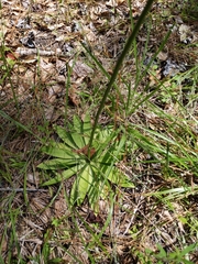 Aletris obovata