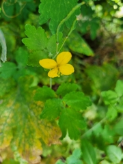 Chelidonium majus