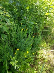 Lithospermum caroliniense