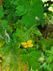 Chelidonium majus