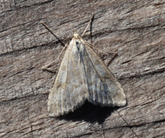 Udea decrepitalis