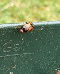 Deraeocoris ruber