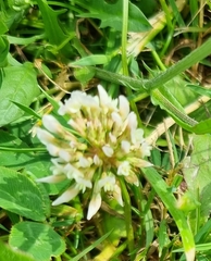 Trifolium repens