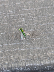 Condylostylus flavipes