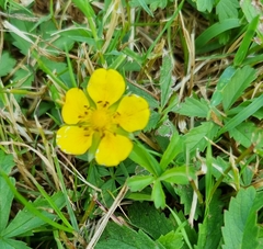 Potentilla reptans
