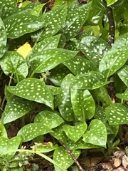 Pulmonaria saccharata