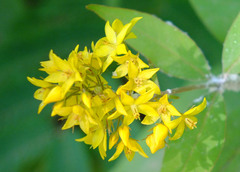 Lysimachia fraseri