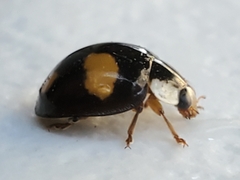 Harmonia axyridis