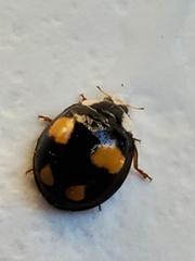 Harmonia axyridis