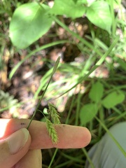 Carex formosa