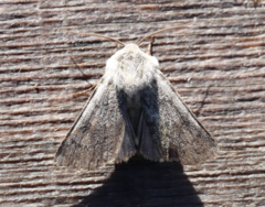 Agrotis simplonia