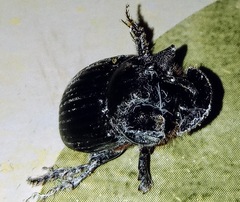 Copris lugubris