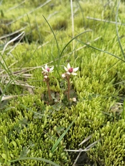 Micranthes stellaris