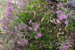 Silene fruticosa