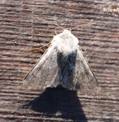 Agrotis simplonia