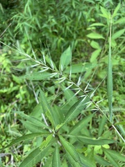 Elymus hystrix hystrix