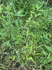 Elymus hystrix hystrix