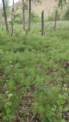 Equisetum pratense image
