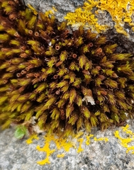 Schistidium maritimum