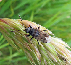Peritrechus gracilicornis
