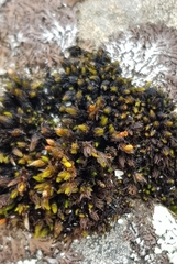 Schistidium maritimum