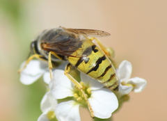 Bembix flavescens