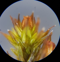 Schistidium maritimum