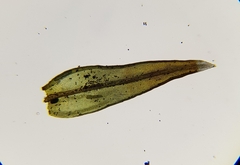 Schistidium maritimum