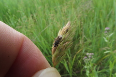 Peritrechus gracilicornis