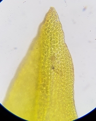 Schistidium maritimum