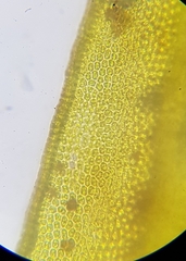 Schistidium maritimum