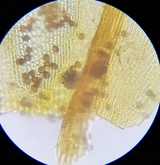 Schistidium maritimum