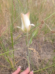 Calochortus nuttallii