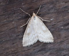 Udea decrepitalis