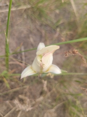 Calochortus nuttallii