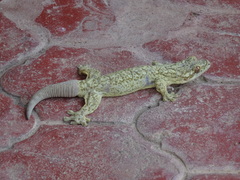 Thecadactylus