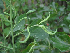 Hayhurstia atriplicis