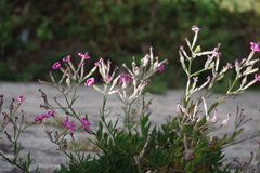 Silene fruticosa