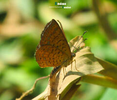 Calephelis braziliensis