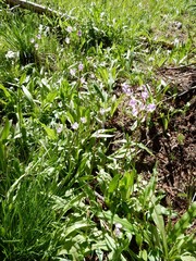 Primula jeffreyi