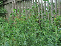 Hayhurstia atriplicis
