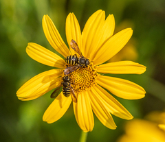Paranthidium jugatorium