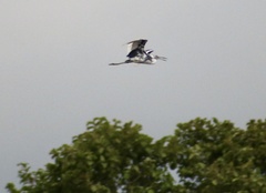 Egretta caerulea