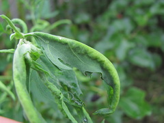Hayhurstia atriplicis