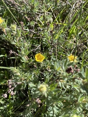 Dasiphora fruticosa