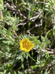 Dasiphora fruticosa