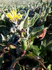 Senecio pseudoarnica