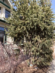 Pinus