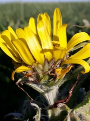 Senecio pseudoarnica